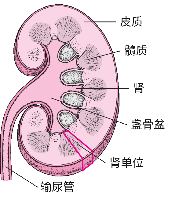 肾脏结构示意图简笔画图片